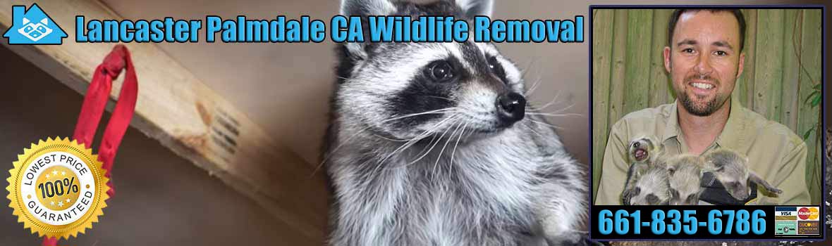 Lancaster and Palmdale Wildlife and Animal Removal